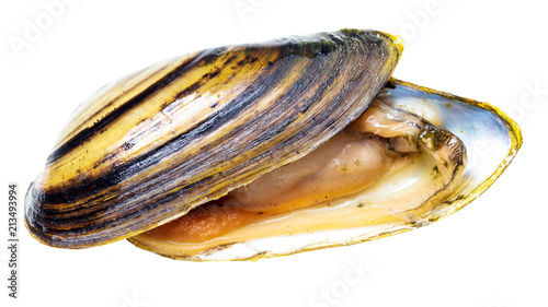 Mussel shell isolated on white background