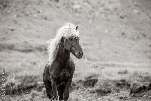 Icelandic horse  Iceland. 