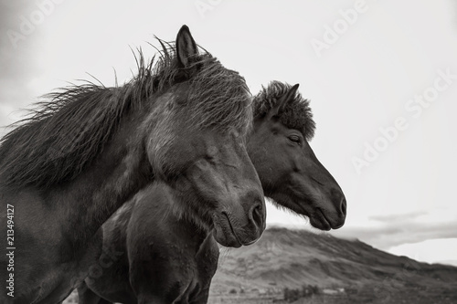 Icelandic horse, Iceland. 