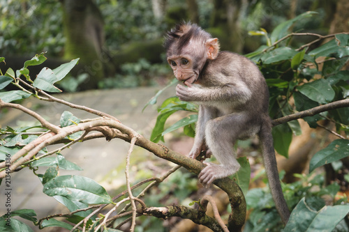 Fototapeta Naklejka Na Ścianę i Meble -  monkey in monkey forest of Ubud, Bali, Indonesia