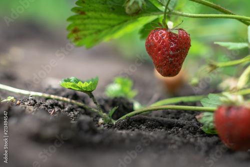 Erdbeere auf dem Feld