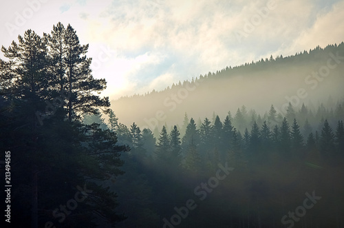 Morning mist in a mountain coniferous forest before dawn. The rays of the sun make their way through the fir trees. travel through the mountains of Montenegro