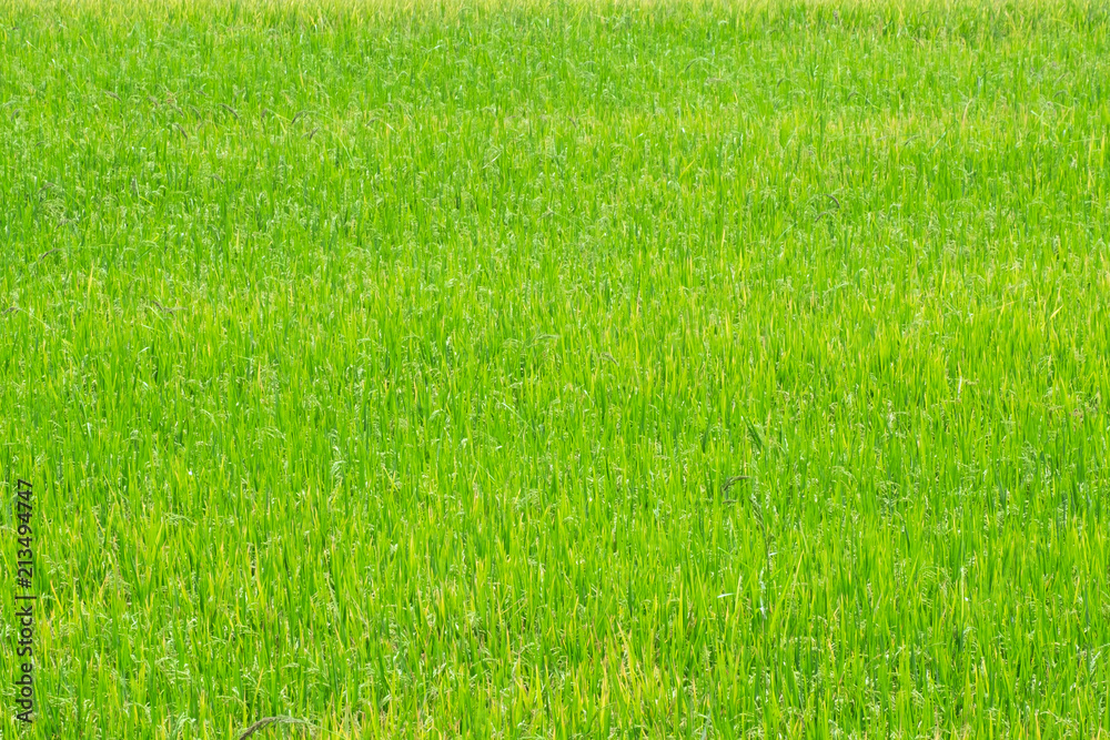 Fototapeta rice field. rice plants in paddy field
