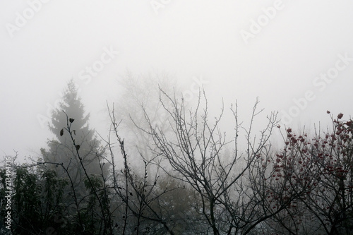Trees in heavy fog © AnnaPa