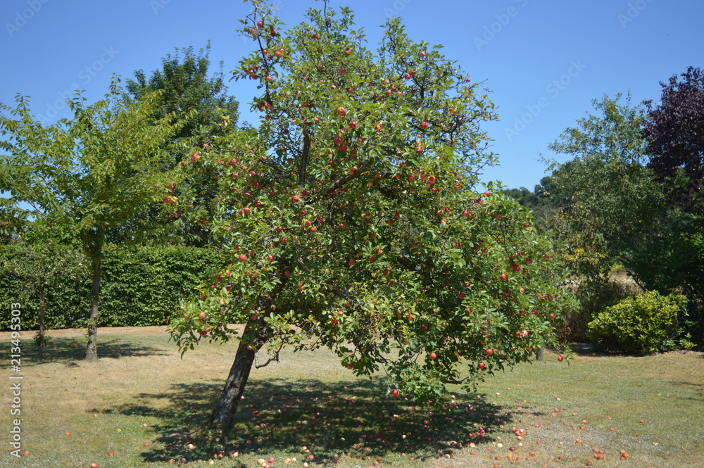 Alter Apfelbaum mit reifen roten Äpfeln auf einer Streuobstwiese am Niederrhein Alter Apfelbaum mit reifen roten Äpfeln auf einer Streuobstwiese am Niederrhein