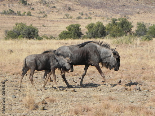 Wild Antelope Africa