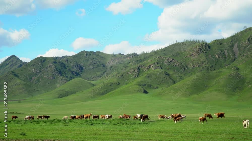 Cows walk on a green grass. Mountain landscape. Cows walk on a green grass. Mountain landscape.