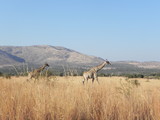 Wild Giraffe Africa