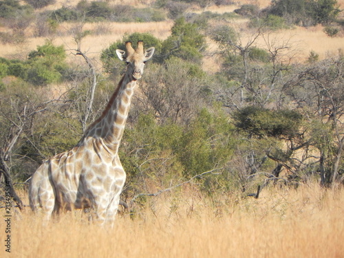 Photography Wild Giraffe Africa