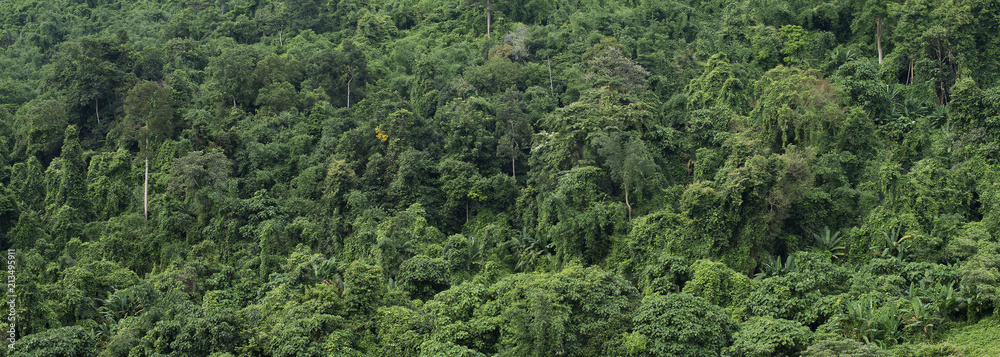 Green tree on mountain Thailand.
