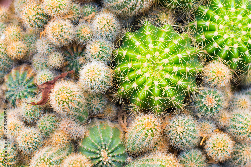 Cactus Cactus