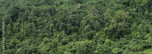 Green tree on mountain Thailand.