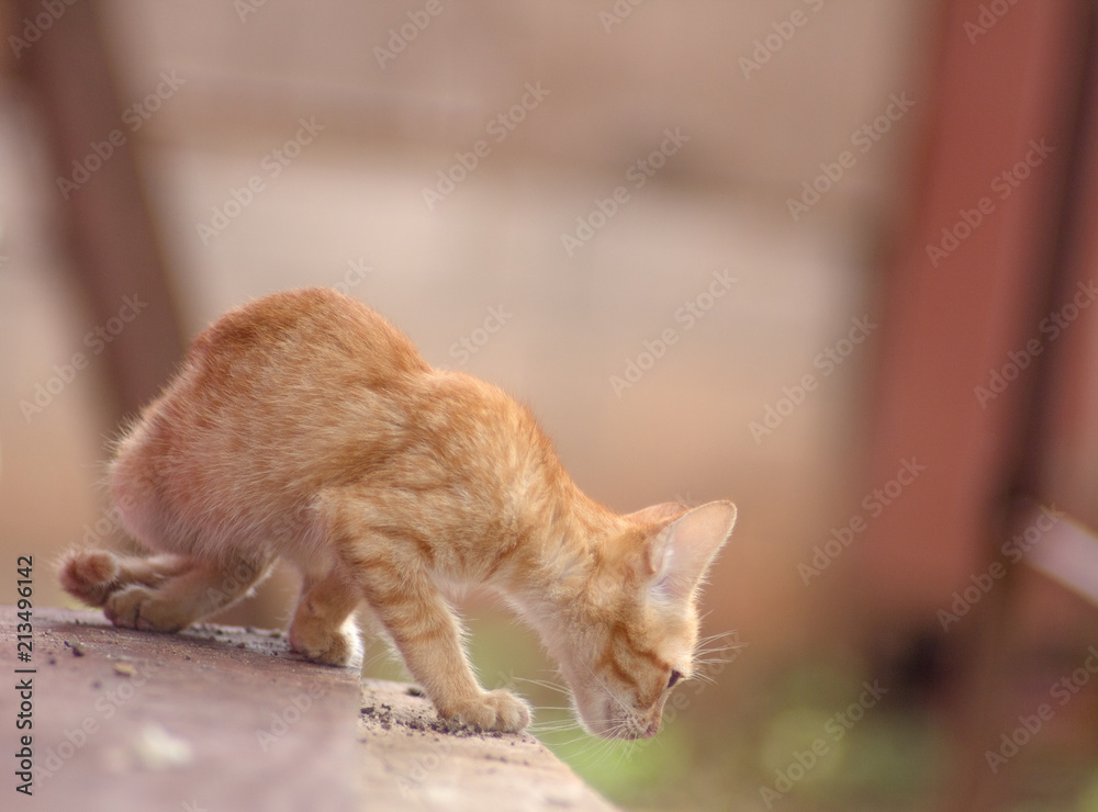 Cute cat orange,The hiding of the orange cat Cute cat orange,The hiding of the orange cat