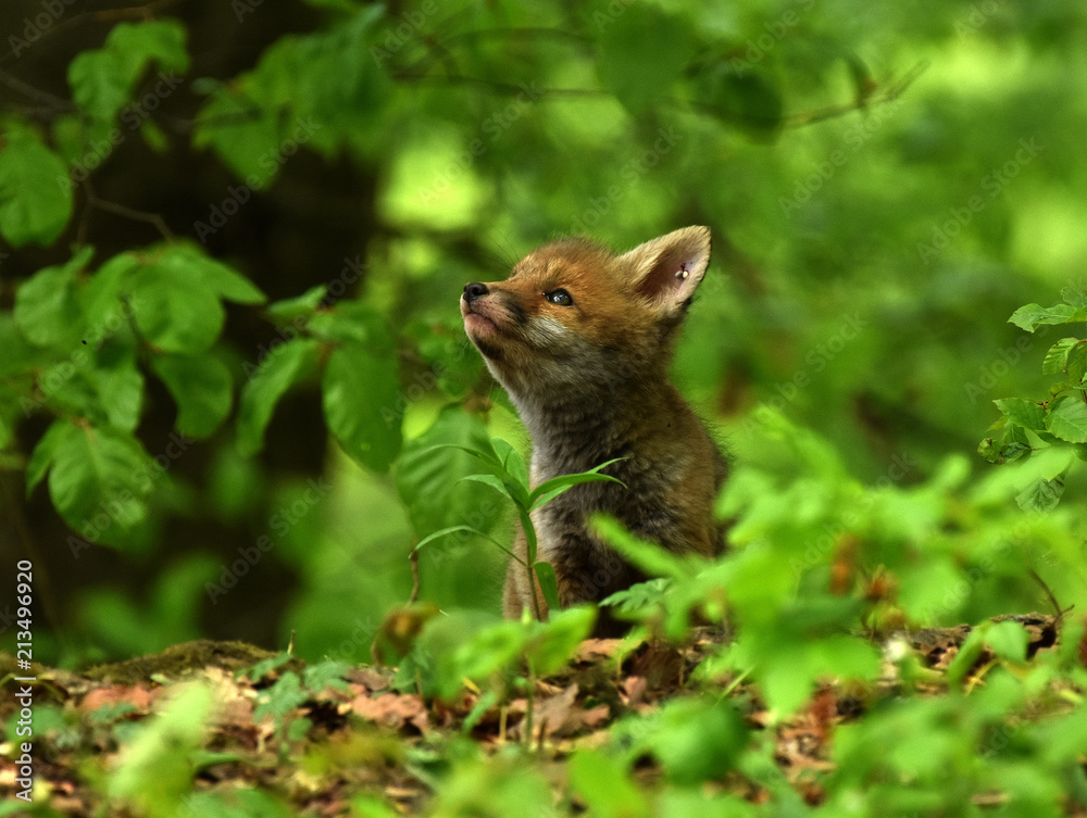 Fuchswelpen; Rotfuchs, vulpes vulpes, Fuchswelpen; Rotfuchs, vulpes vulpes,