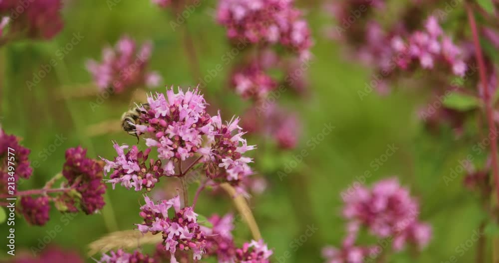 Bees collecting nectar on a flower in slow motion Bees collecting nectar on a flower in slow motion