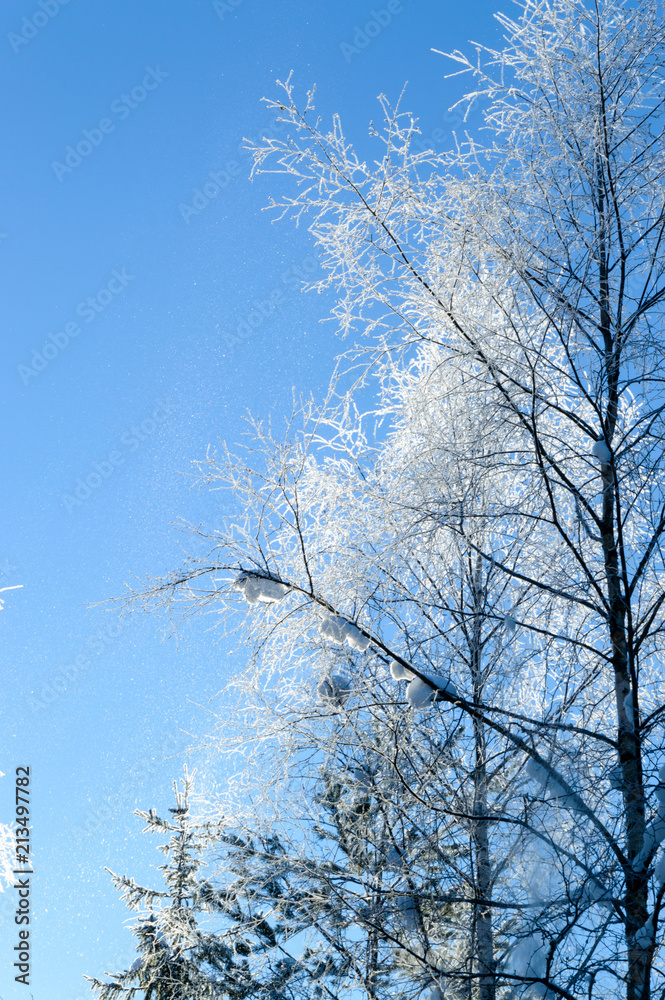 white frost on tree at sunny finnish winter day white frost on tree at sunny finnish winter day