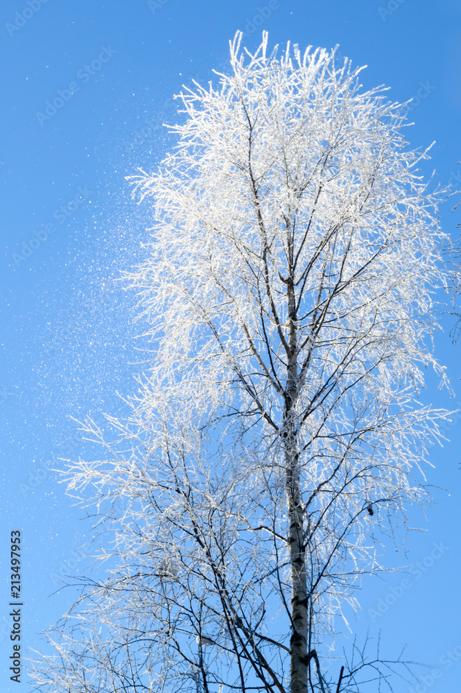 white frost on tree at sunny finnish winter day white frost on tree at sunny finnish winter day