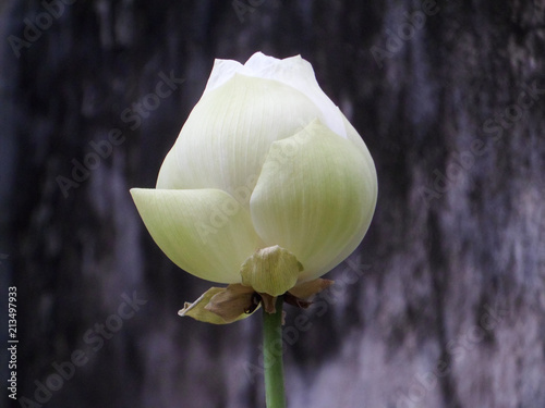 Bouton blanc
