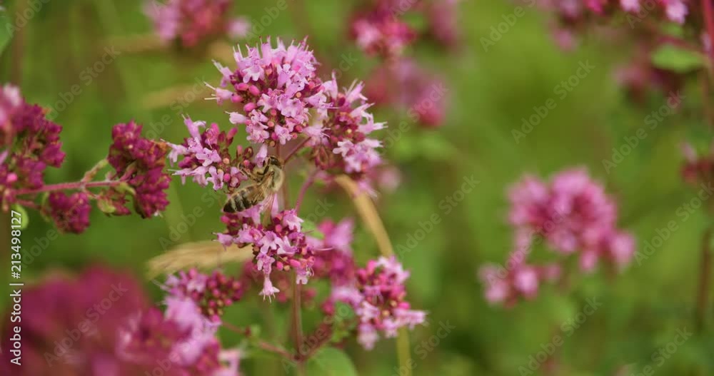 Bees collecting nectar on a flower in slow motion Bees collecting nectar on a flower in slow motion