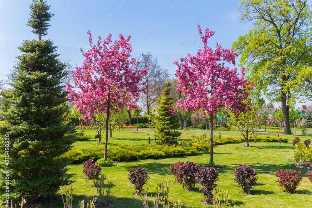 beauty of flowering sakur standing in a park on a carpet of green cut grass