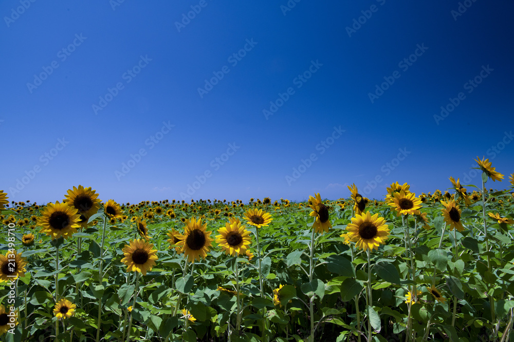 Obraz premium 夏の香り