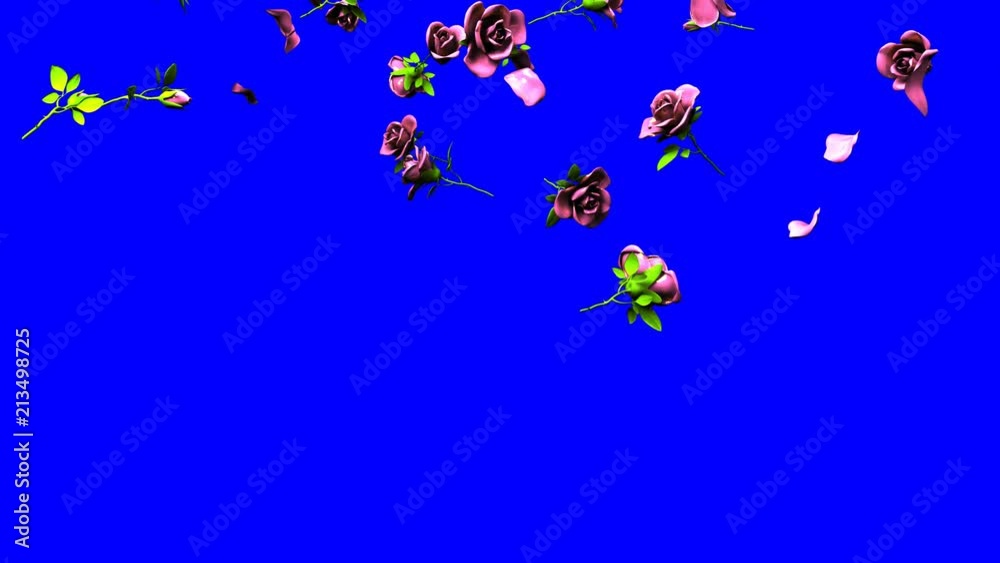 Falling Pink Roses On Blue Chroma Key.3DCG render Animation. Falling Pink Roses On Blue Chroma Key.3DCG render Animation.