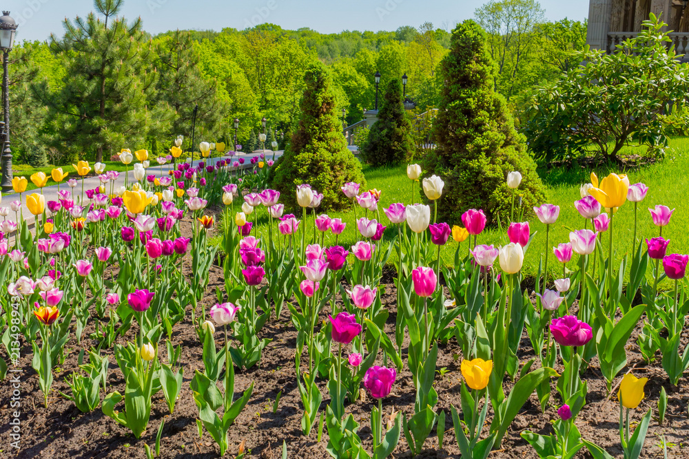 Fototapeta premium Orange, pink and raspberry blooming tulips. In the background are coniferous trees