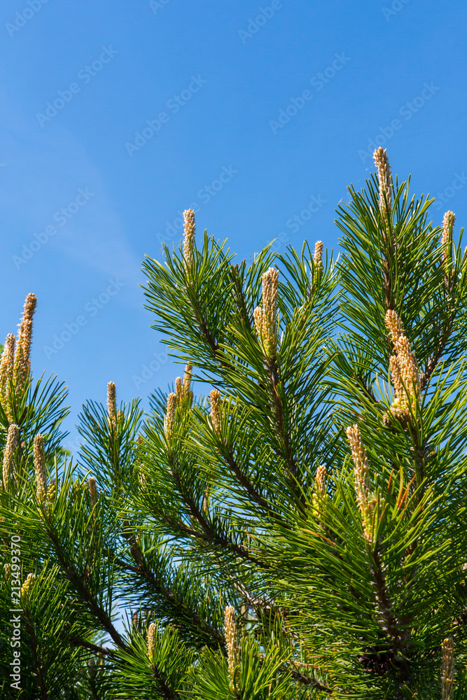 Small embryos of cones on coniferous branches in the rays of a warm summer sun Small embryos of cones on coniferous branches in the rays of a warm summer sun