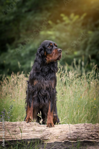 Gordon Setter © Andrea Mayer