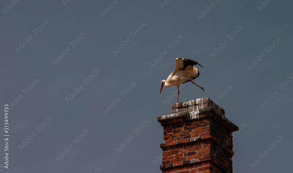Stork (Ciconia ciconia) on the top of the red brick chimney preparing for flying, blue sky. Stork (Ciconia ciconia) on the top of the red brick chimney preparing for flying, blue sky.