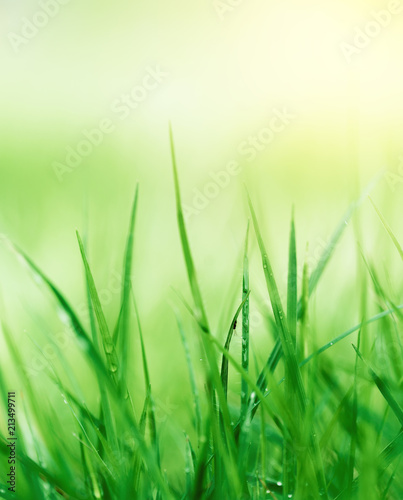 close-up dew drop on grass