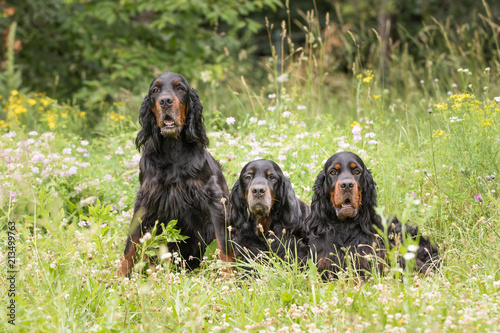Photos Gordon Setter