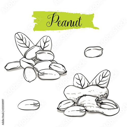 Hand drawn sketch style Peanut set. Single, group seeds, peanut in nutshells group. Organic nut, vector doodle illustrations collection isolated on white background.