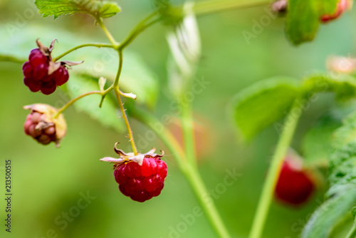 wild raspberry berry