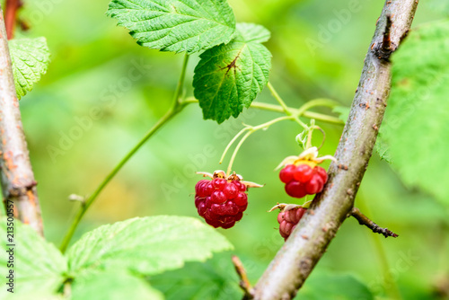 wild raspberry berry