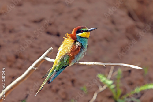 Photography beautiful colorful bird the bee-eater sitting on a tree branch
