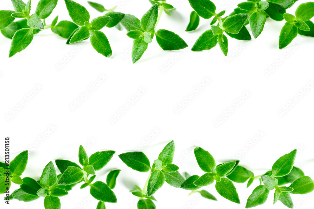 Thyme fresh herb background with copy space.