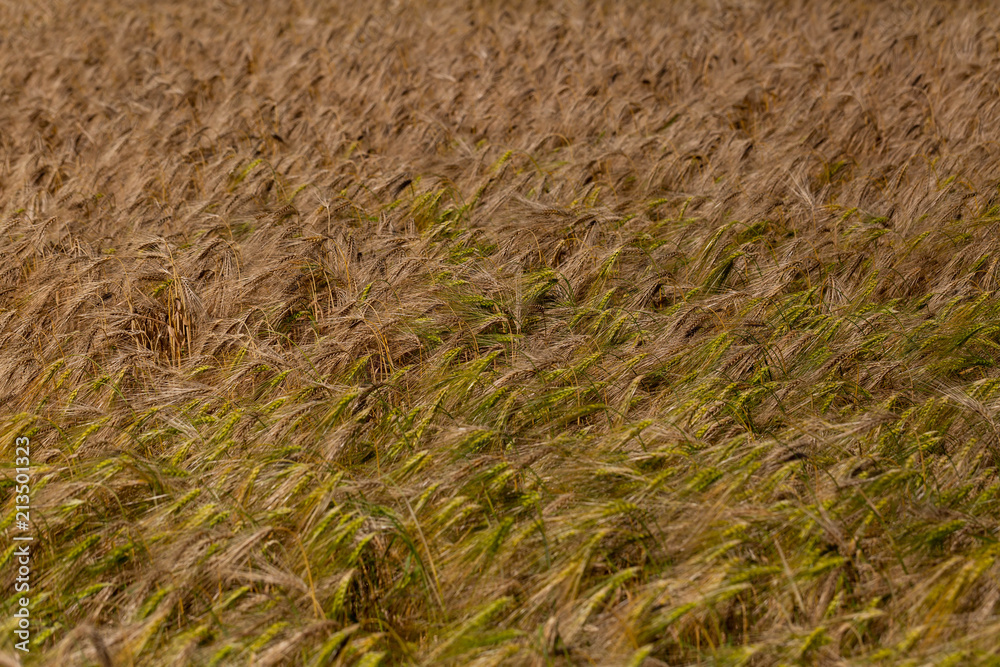 barley crop barley crop
