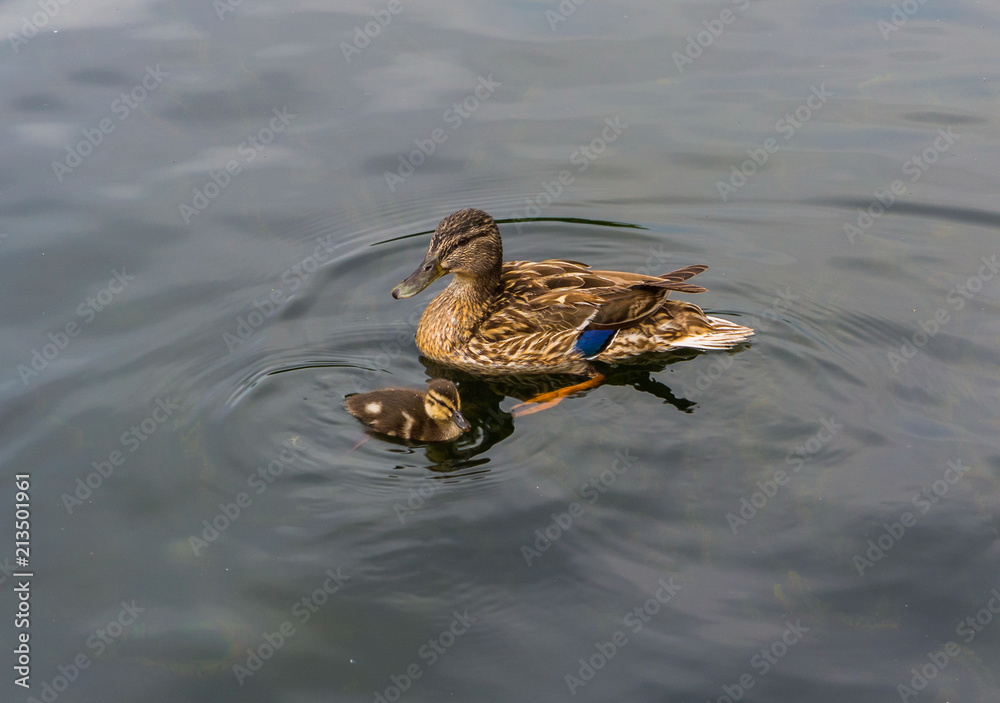 Large, adult duck with a small duckling, swim in warm, summer water Large, adult duck with a small duckling, swim in warm, summer water