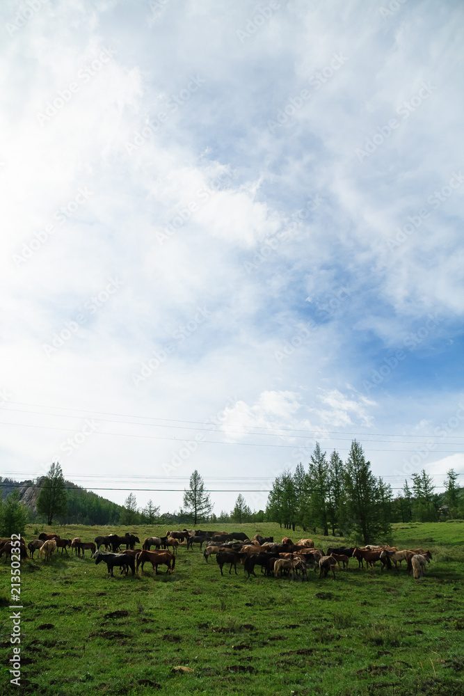 Fototapeta premium Horse Mongolian farm