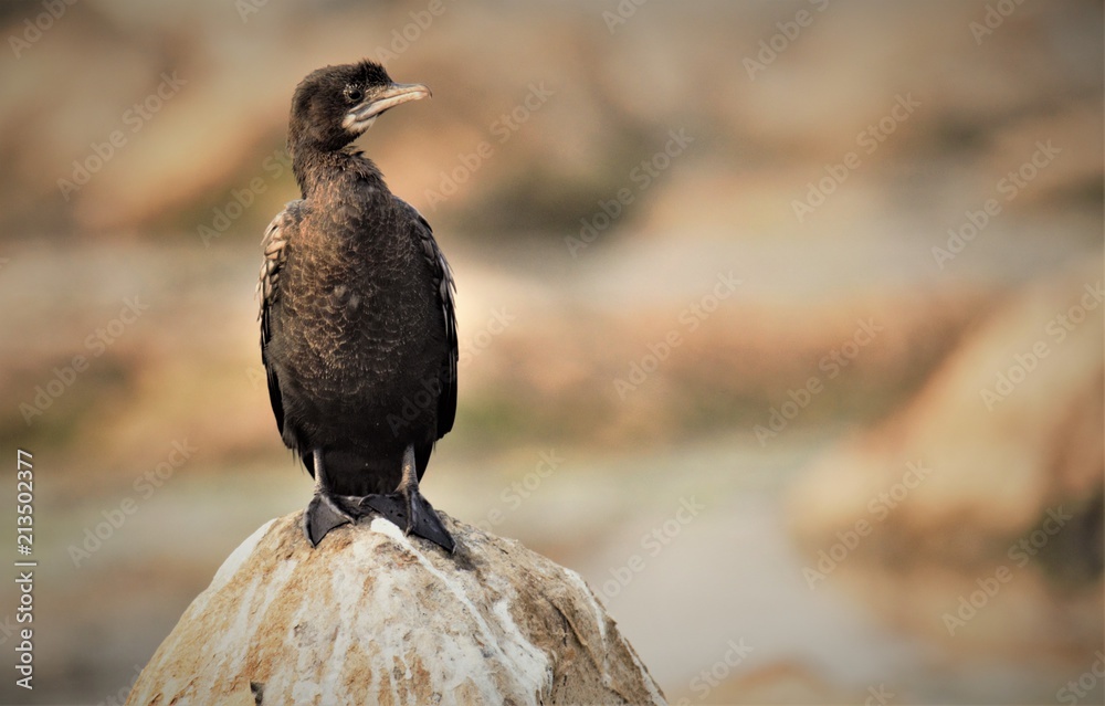 Obraz premium Cormorant -- Phalacrocoracidae is a family of approximately 40 species of aquatic birds commonly known as cormorants and shags.