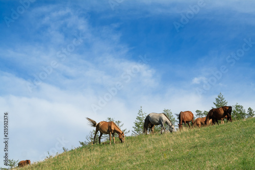 Horse Mongolian farm © kisstock