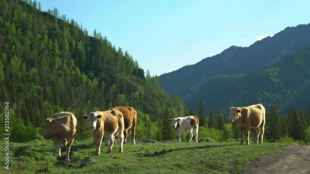 Cows walk on a green grass. Mountain landscape. Cows walk on a green grass. Mountain landscape.