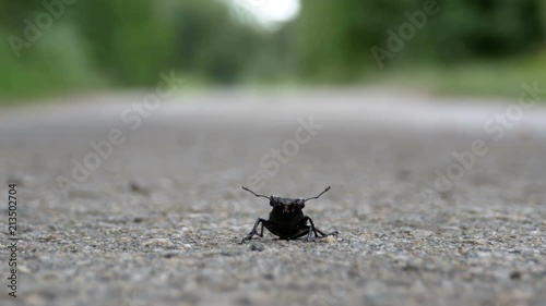 Beetle deer on the asphalt road creeps. Lucanus cervus. Close-up. Summer day. Insect beetle deer crawls the road. photo