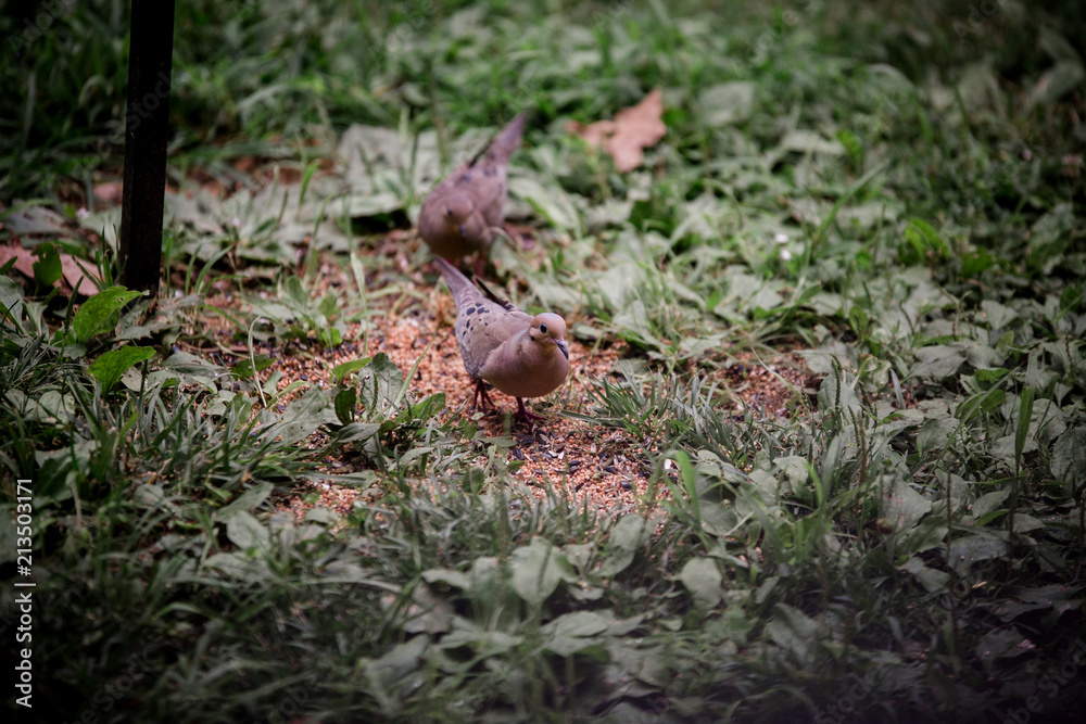 Bird eating in grass.