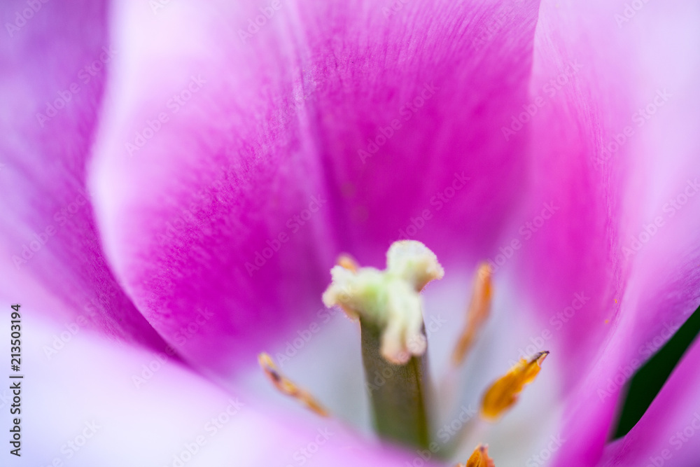 Closeup of the blooming pink tulip flower Closeup of the blooming pink tulip flower