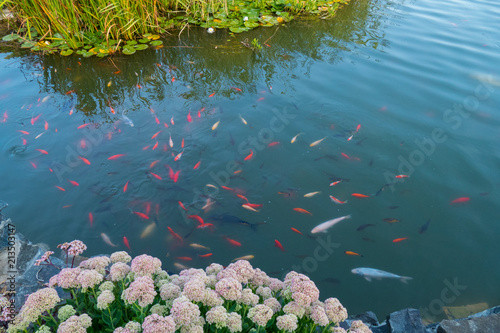 Decorative green pond with a lot of colorful small fish and large water lilies