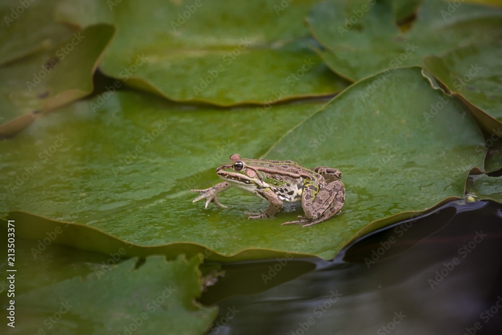 A green frog sits on a green lily leaf in a pond A green frog sits on a green lily leaf in a pond