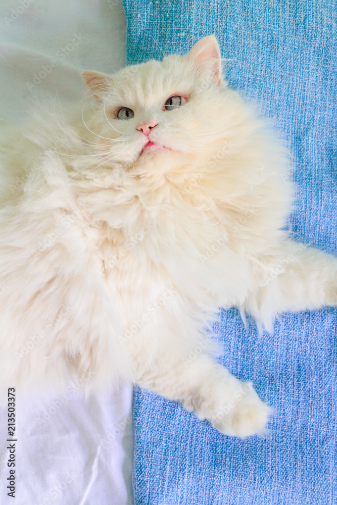 Fototapeta premium Cat