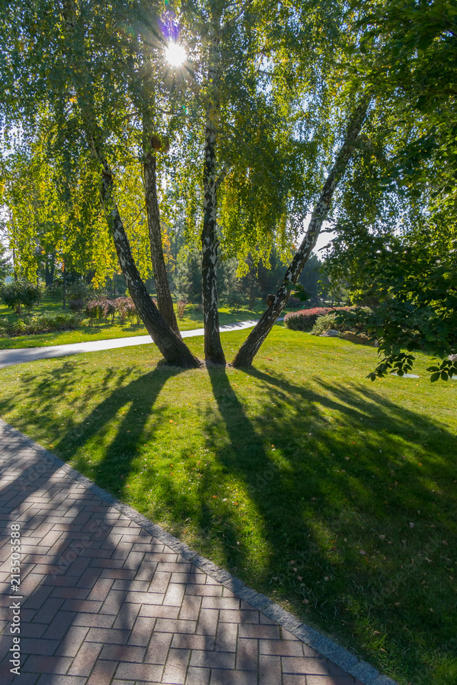 Fototapeta premium a grouping of four birch trees in a park through which sunlight shines on green grass